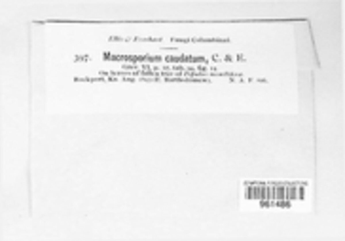 Alternaria caudata image
